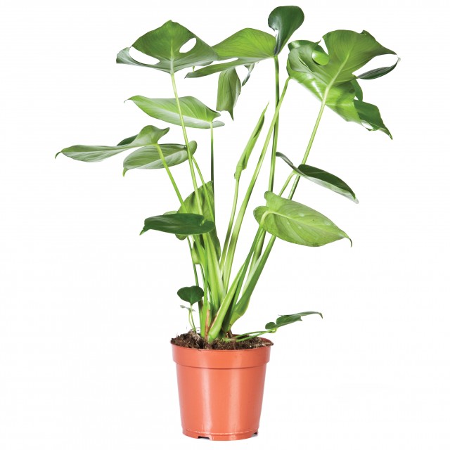 Illustratie: foto van de Monstera deliciosa van Stolk Potplanten.