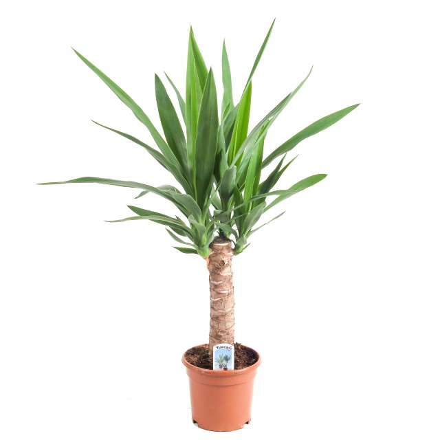 Illustratie: Yucca enkele stam met pot van 14 cm.