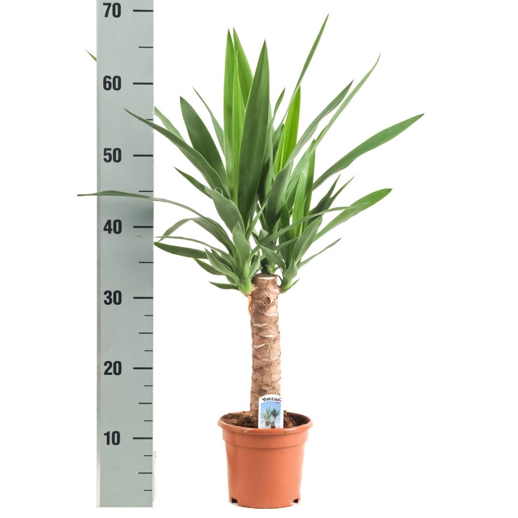Illustratie: foto van een Yucca met een enkele stam. Links naast de plant is een meetstok te zien.