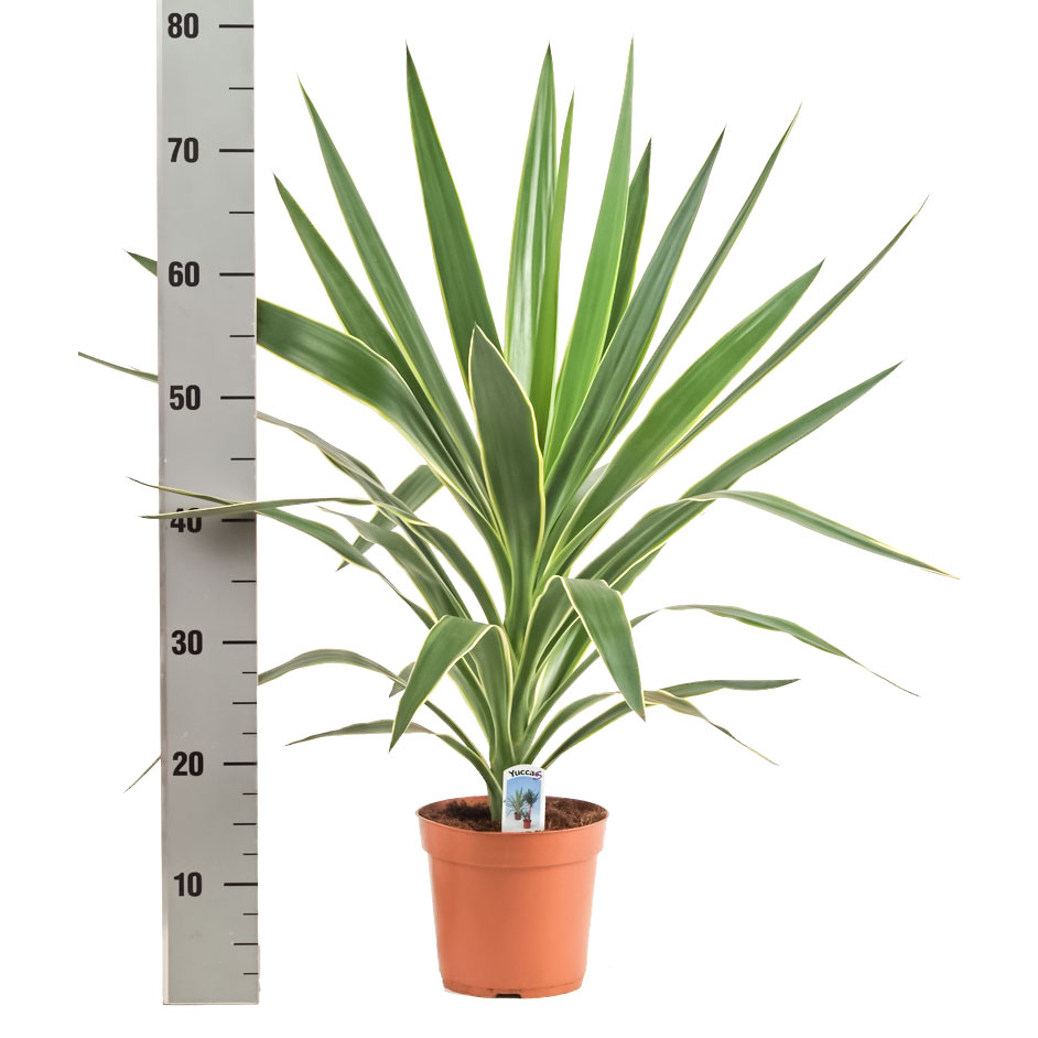 Illustratie: foto van een Yucca Puck kopstek met ernaast een meetstok.