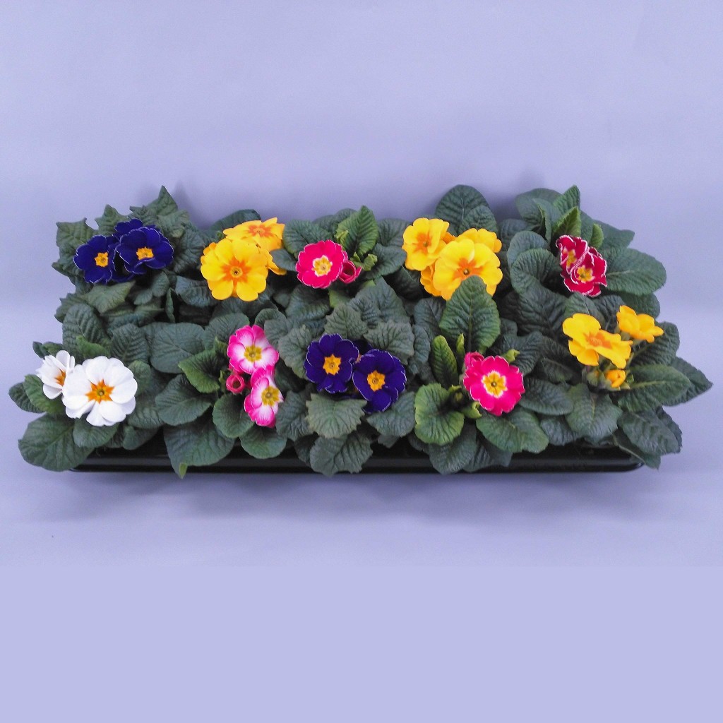 Illustratie: foto van meerdere kleuren primula's bij elkaar. De kwaliteit van de foto is voor verbetering vatbaar, daarom zal deze foto op korte termijn vervangen worden.