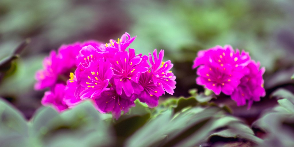 Illustratie: foto van een vroeg bloeiende primula in de kassen van Stolk Potplanten.
