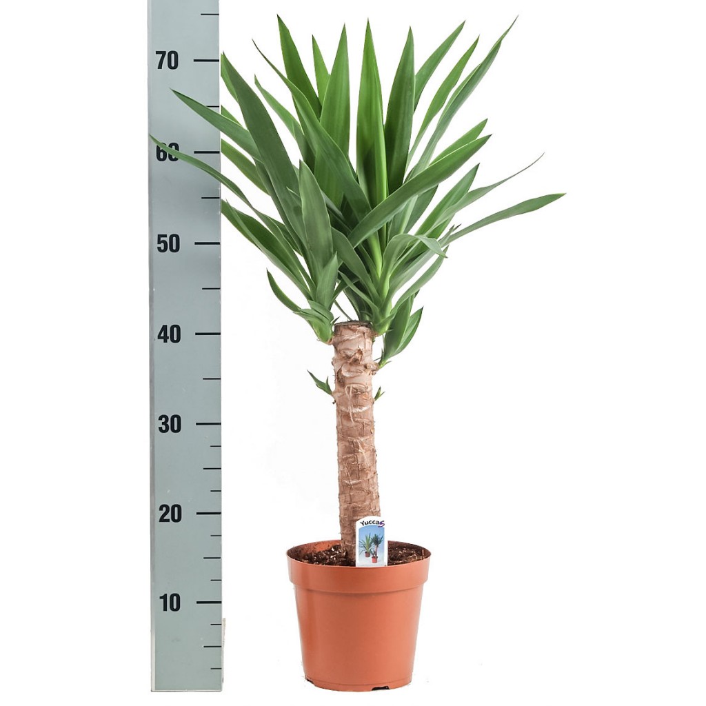 Illustratie: foto van een Yucca met één enkele stam. Links van de Yucca is een meetstok te zien.