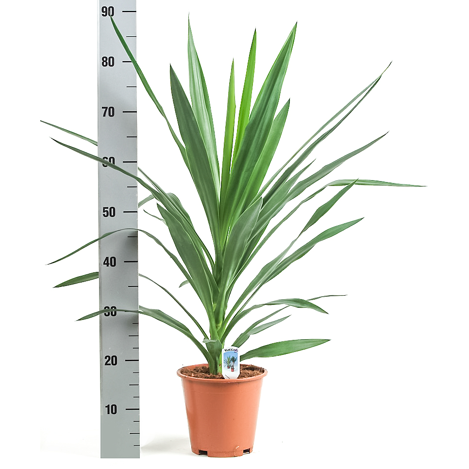 Illustratie: foto van een groene Yucca kopstek potmaat 19 cm. Links van de Yucca is op de foto een meetstok te zien.