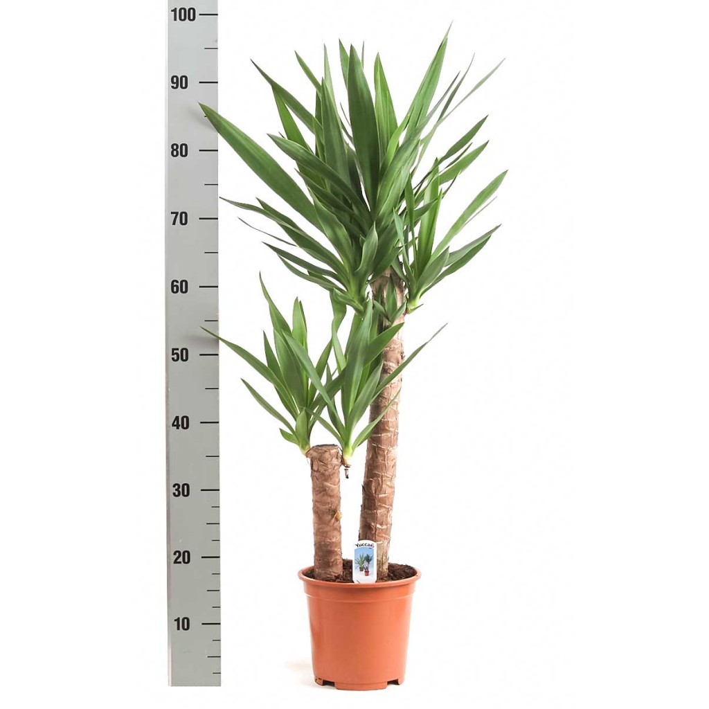 Illustratie: foto van een Yucca Toef. Naast de Yucca is links een meetstok te zien.
