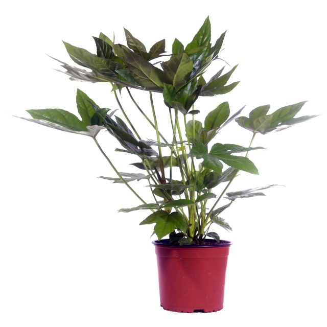 Illustratie: foto van de Fatsia Japonica van Stolk Potplanten 's-Gravenzande. Vingerplant.