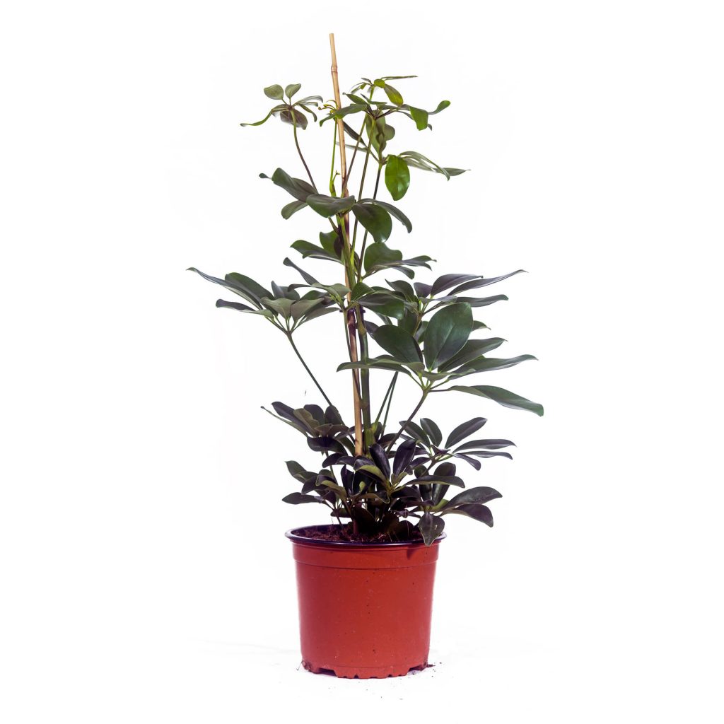Illustratie: foto van de Schefflera Compacta van Stolk Potplanten.